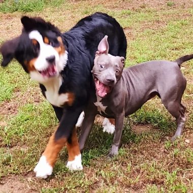 Dog Socialization and Fun