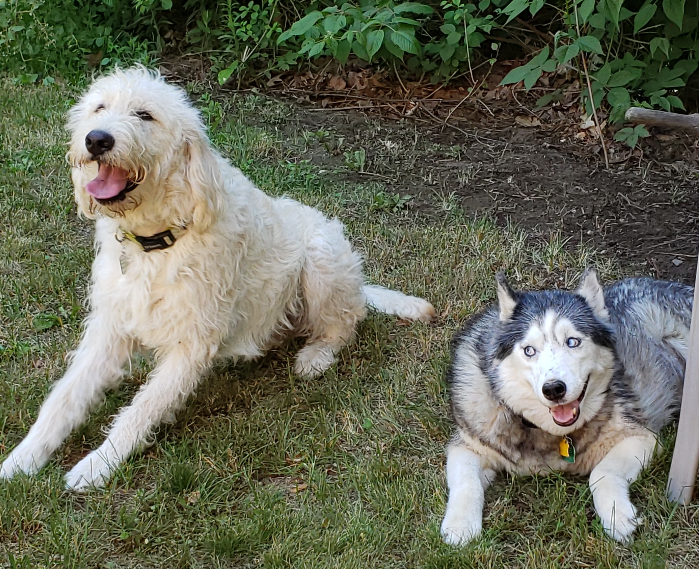 Getting Another Dog? Training and Preparation Are Key
