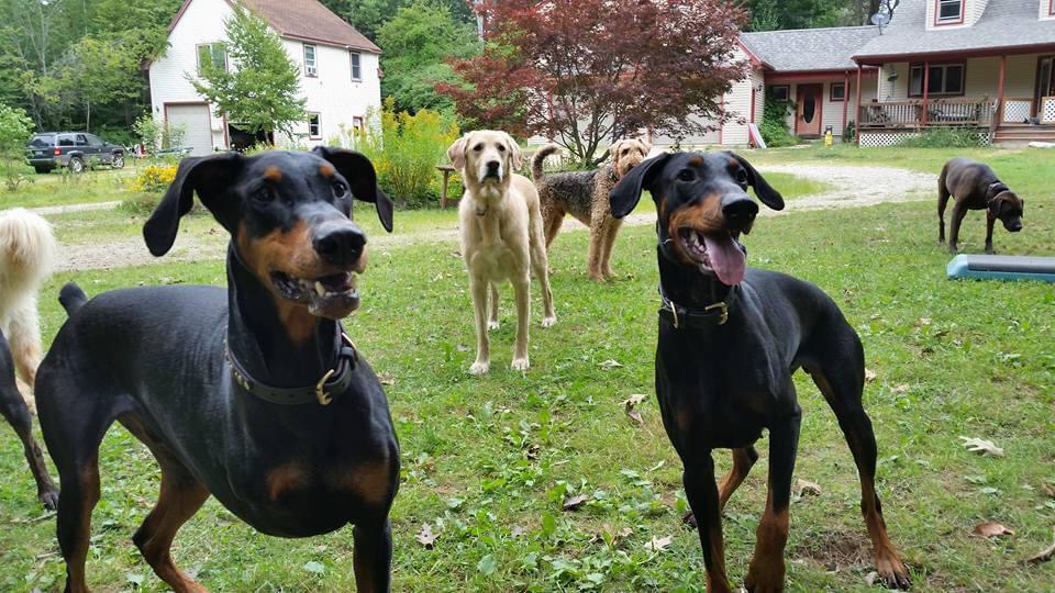 Why You Should Train Your Dog Instead of Using Dog Parks