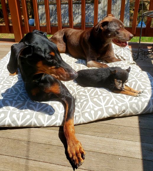 Navigating Multi Dog Behavior: Tips for Peaceful Pack Coexistence