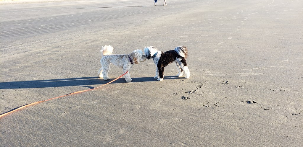 Dog Training Makes Going Out with Your Dogs Stress Free