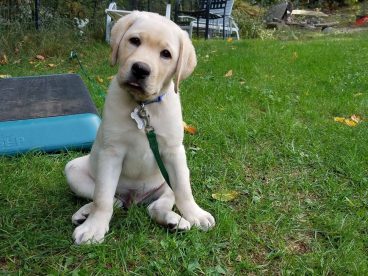 Adorable Lab Puppy in Private Basic Obedience Lessons