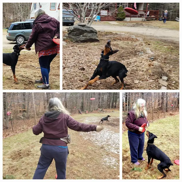 The Power of Play Training: How to Build Engagement and Drive with Your puppy or Dog